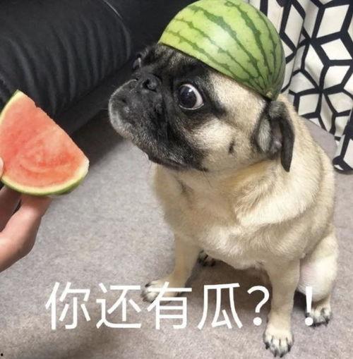 吃瓜表情包的意思