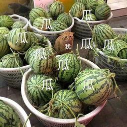 娱乐网吃瓜,揭秘明星幕后故事