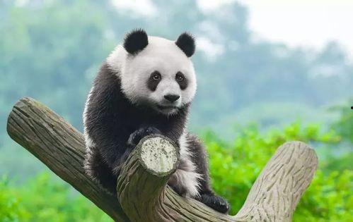 娱乐吃瓜熊猫视频大全,吃瓜视频大全盘点